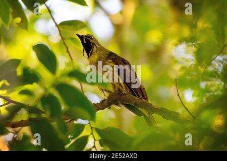 Un jeune oiseau de Bellbird à trois puissances (Procnias tricarunculatus) au Costa Rica. *vulnérable Banque D'Images