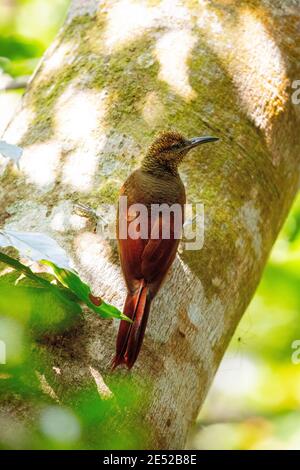 Un oiseau de la rame de bois barré du Nord (Dendrocolaptes sanctutithomae) au Costa Rica Banque D'Images