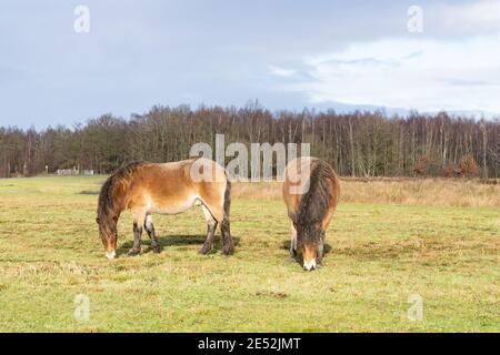 Troupeau de poneys sauvages d'Exmoor, Equus ferus caballus, se broutent dans une réserve naturelle. Fochteloo, pays-Bas Banque D'Images