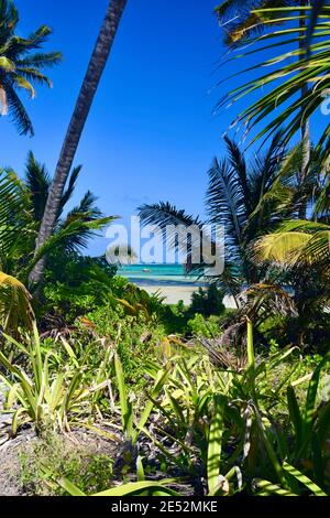 North Ambergris Caye et son eau spectaculaire et limpide. Un paysage vraiment tropical. Banque D'Images