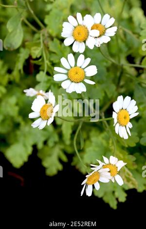 Tanaceum parthenium Feverhlow – fleurs blanches de type pâquerette au centre jaune, janvier, Angleterre, Royaume-Uni Banque D'Images