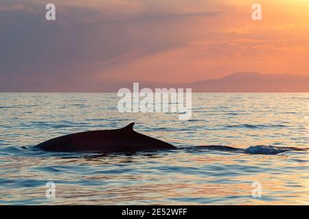 Rorqual commun, Balaenoptera physalus, au coucher du soleil, avec les Alpes Maritimes en arrière-plan, Mer Ligurienne, Mer Méditerranée, Ligurie, Italie Banque D'Images