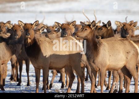 Elk à Bozeman, Montana Banque D'Images