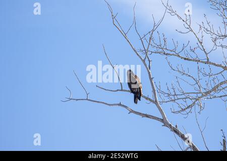 Hawk à Bozeman MT Banque D'Images