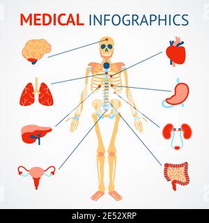 Ensemble d'infographies médicales du squelette humain et du vecteur des organes internes illustration Illustration de Vecteur