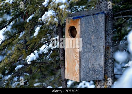 Une boîte de nidification de canard en hauteur dans un épicéa en attente de la saison de nidification migratrice du printemps dans les régions rurales de l'Alberta au Canada. Banque D'Images