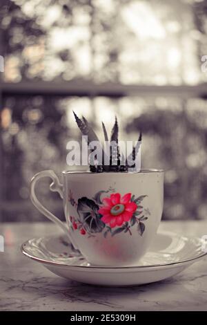 Petit grognement succulent à l'intérieur d'une tasse de thé avec motif fleuri. Banque D'Images