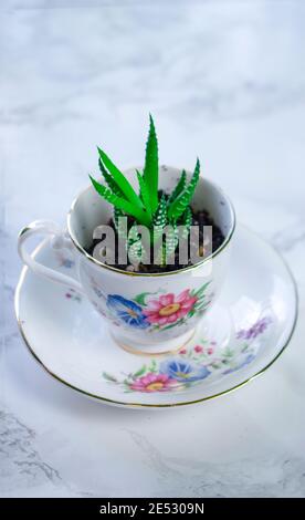 Petit grognement succulent à l'intérieur d'une tasse de thé avec motif fleuri. Banque D'Images