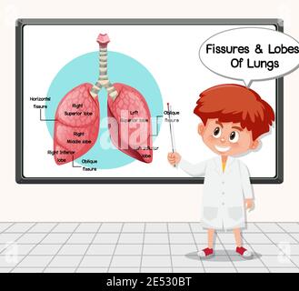 Un jeune scientifique explique les fissures et les lobes des poumons à l'avant d'une carte en laboratoire Illustration de Vecteur