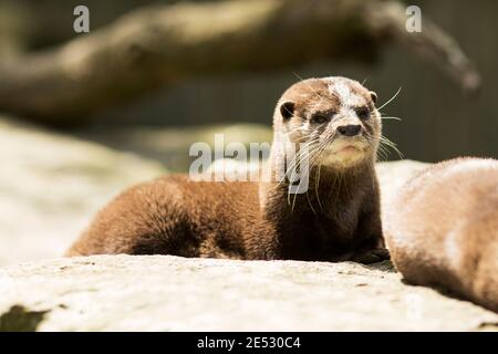 Une loutre asiatique à petit clawed (Aonyx cinereus), également connue sous le nom de loutre oriental à petit clawed ou loutre à petit clawed, originaire de l'Asie du Sud-est. Banque D'Images