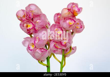 Grappe de fleurs d'orchidées cymbidium de couleur rose sur fond blanc. Banque D'Images