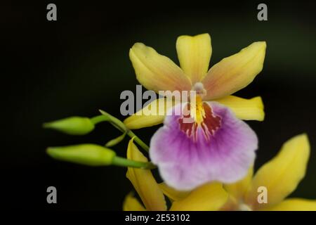 Une orchidée jaune Miltonia regnellii, également connue sous le nom de miltonia de Regnell, originaire du Brésil. Banque D'Images
