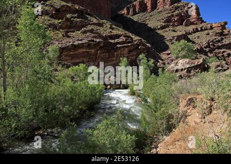 Tapaeats Creek dans un fort flux d'été par Upper Tapaeats Campground dans le parc national du Grand Canyon, Arizona. Banque D'Images