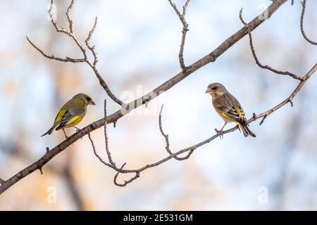 Deux oiseaux chanteurs verts et jaunes, des verdfinches européennes assis sur une branche au printemps. Le verdfinch européen, ou verdfinch, lat. Chloris chloris Banque D'Images