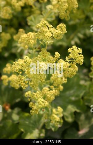 GROS PLAN D'ALCHEMILLA MOLLIS COMMUNÉMENT CONNU SOUS LE NOM DE LADYS-USINE DE MANTEAU. SOUVENT UTILISÉ COMME COUVERTURE DE SOL DANS LES JARDINS. Banque D'Images