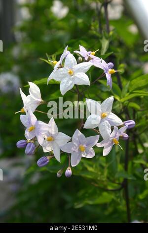 GROS PLAN SUR LES FLEURS BLANCHES EN FORME D'ÉTOILE DE SOLANUM JASMINOIDES COMMUNÉMENT APPELÉES LA VIGNE DE POMME DE TERRE OU JASMINE NIGHTSHADE. AUSTRALIE. Banque D'Images