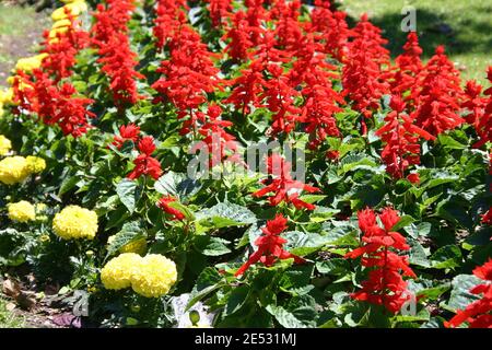 PARTERRE DE SALVIAS ROUGES (SALVIA SPLENDENS) ÉGALEMENT CONNU SOUS LE NOM DE SAGE ÉCARLATE, SANG OU ORNEMENTAL ET DE SOUCIS JAUNES (TAGETES) SYDNEY, AUSTRALIE. Banque D'Images