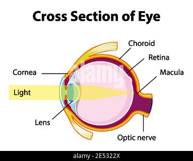 Anatomie de l'œil humain avec vue en coupe du diagramme de l'œil Illustration de Vecteur