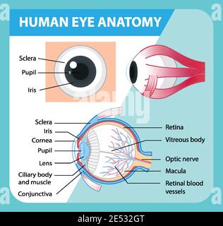 Schéma de l'anatomie de l'œil humain avec illustration de l'étiquette Illustration de Vecteur