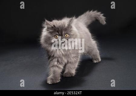 Photo d'un joli gris de 11 semaines fumez le chaton de ragamuffin Banque D'Images