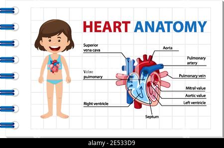 Affiche d'information sur l'illustration du schéma du cœur humain Illustration de Vecteur