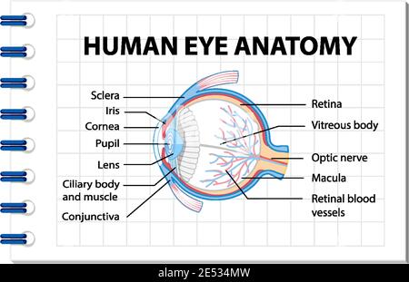 Schéma de l'anatomie de l'œil humain avec illustration de l'étiquette Illustration de Vecteur