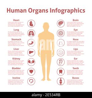 Icônes d'organes humains avec illustration vectorielle de jeu d'infographies de figure masculine Illustration de Vecteur