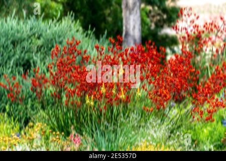 Plantes Red Kangaroo Paw dans un jardin australien Banque D'Images