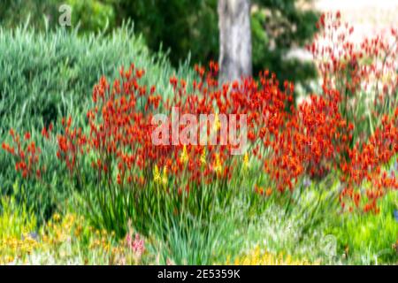 Plantes Red Kangaroo Paw dans un jardin australien Banque D'Images