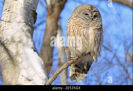 Hibou barré debout sur une branche d'arbre, Québec, Canada Banque D'Images