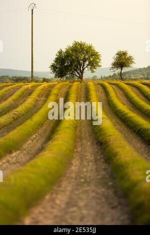 Photo grand angle des rangées d'un champ de lavande que l'on vient de récolter, avec quelques arbres en arrière-plan Banque D'Images