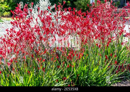 Plantes Red Kangaroo Paw dans un jardin australien Banque D'Images