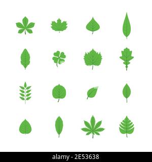 Arbres verts feuilles plates icônes ensemble de chêne peuplier faux-tremble linden illustration vectorielle isolée des plantes de trèfle de châtaignier d'érable Illustration de Vecteur