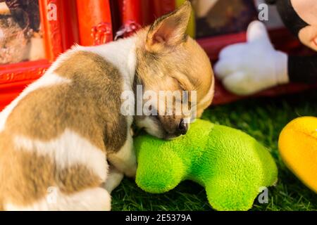 Bébé endormi chihuahua prendre une sieste, nature Banque D'Images