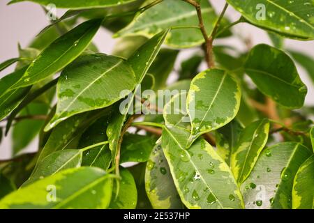Ficus benjamin plante des feuilles dans des gouttes d'eau après pulvérisation, dans un pot sur un fond léger gros plan. Mise au point sélective douce. Installation intérieure pour f Banque D'Images