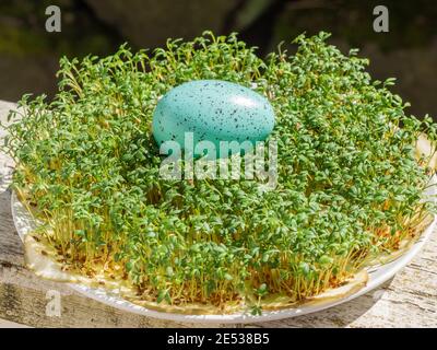 La cresson de jardin (Lepidium sativum) est une plante comestible à croissance rapide qui est botanique liée à la cresson et la moutarde, Banque D'Images