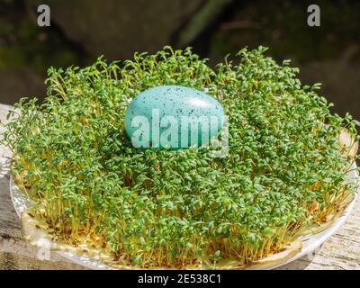 La cresson de jardin (Lepidium sativum) est une plante comestible à croissance rapide qui est botanique liée à la cresson et la moutarde, Banque D'Images