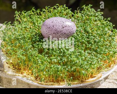 La cresson de jardin (Lepidium sativum) est une plante comestible à croissance rapide qui est botanique liée à la cresson et la moutarde, Banque D'Images