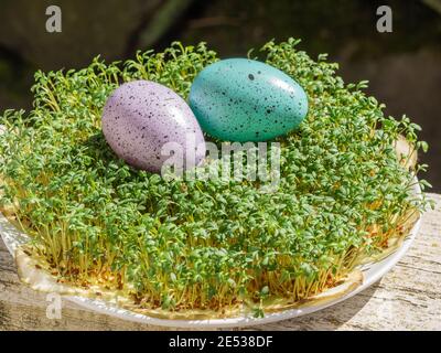 La cresson de jardin (Lepidium sativum) est une plante comestible à croissance rapide qui est botanique liée à la cresson et la moutarde, Banque D'Images