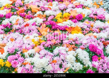 Parterres fleuris avec des asters fleuris en automne, recouverts de feuilles d'orange d'épinette Banque D'Images