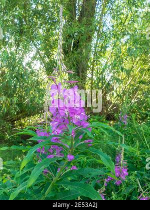 Le lythrum salicaria (Lythrum salicaria) est une plante à fleurs appartenant à la famille des Lythraceae. Il ne doit pas être confondu avec d'autres plantes partageant le même Banque D'Images