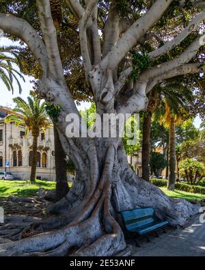 Une plante laïque (Ficus macrophylla) bordée le long de la promenade balnéaire de Reggio Calabria, en Italie Banque D'Images