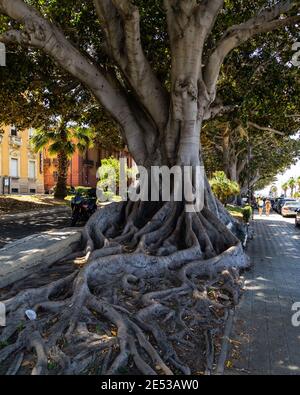 Une plante laïque (Ficus macrophylla) bordée le long de la promenade balnéaire de Reggio Calabria, en Italie Banque D'Images