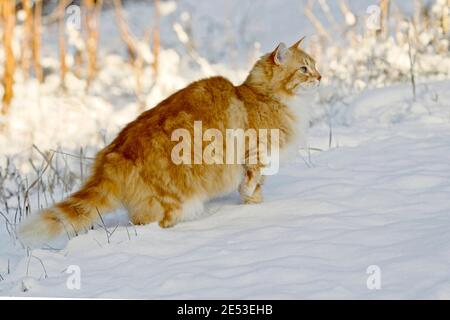 Tabby au gingembre chasse les oiseaux dans la neige. Banque D'Images