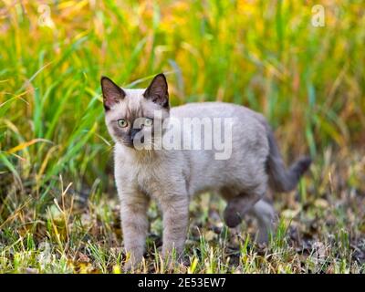 Un chaton siamois espiègle marchant dans l'herbe, en regardant alerte. Banque D'Images