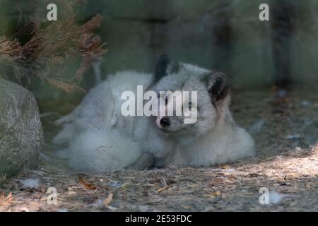 Polaire Arctic Fox avec sa tête inclinée vers le bas une cage Banque D'Images