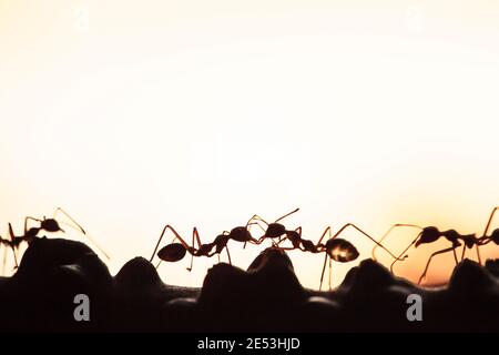 Une colonie d'Ants verts ayant une conversation dans une vigne, abstrait transparent de forme de fourmis au crépuscule, flou coucher de soleil arrière-plan. Silhouette. Gros plan. Banque D'Images