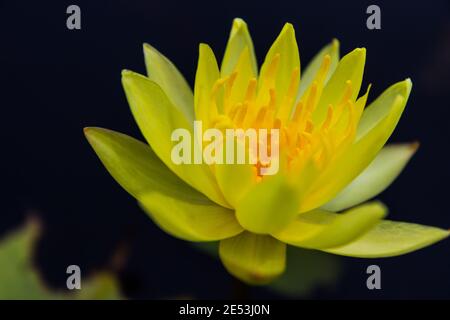 Belle eau jaune lys lotus dans l'étang Banque D'Images