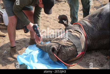 Rhinocéros noir femelle mature qui a été dard d'un hélicoptère afin qu'un dispositif de suivi puisse être inséré dans Sa corne (Afrique du Sud) Banque D'Images