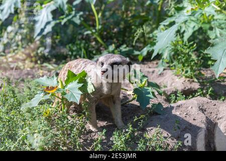 Meerkat extrêmement en colère regardant debout sur le sol derrière quelques plantes, expression faciale furieuse Banque D'Images